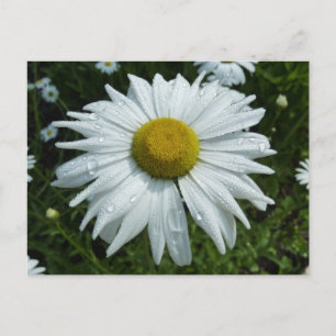 Raindrops zur Daisy-II-Wildblume Postkarte