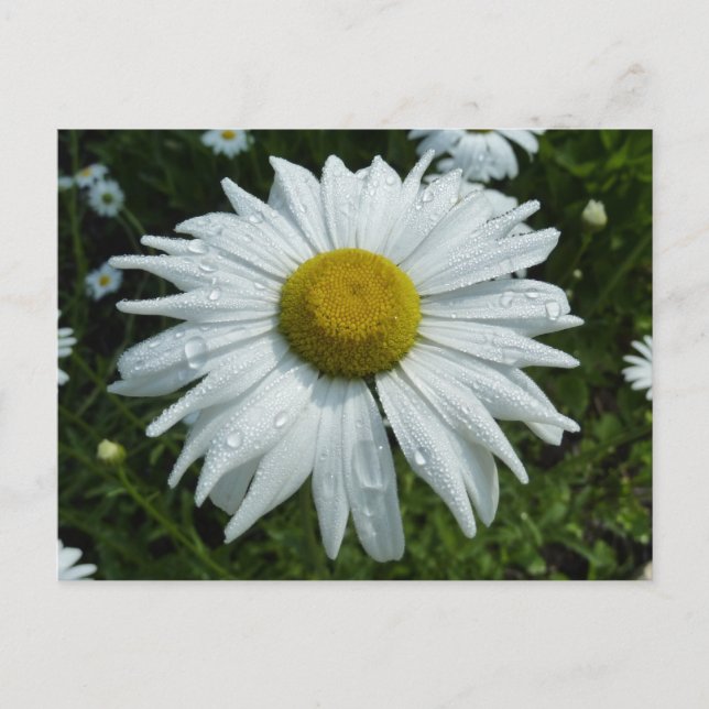 Raindrops zur Daisy-II-Wildblume Postkarte (Vorderseite)