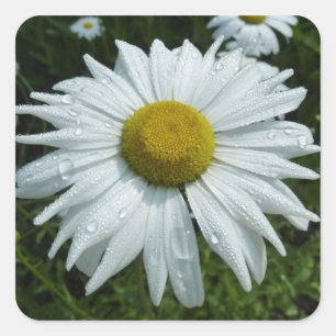 Raindrops zur Daisy-II-Wildblume Quadratischer Aufkleber