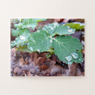 Raindrops zur Kolumbinen-Blume , Aquilegia Puzzle