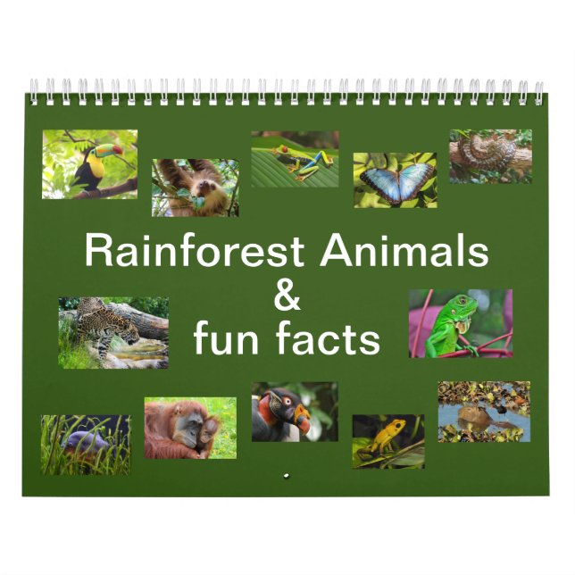 Rainforest Animals & Fun Fakten 12 Monate Kalender (Titelbild)