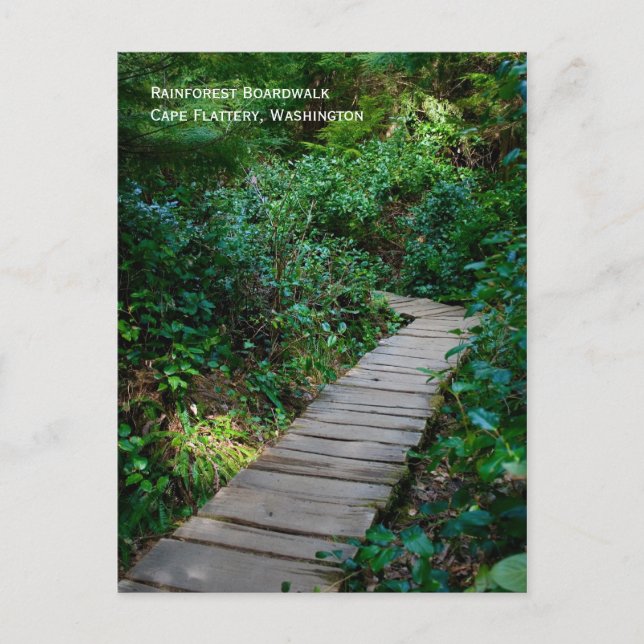 Rainforest Boardwalk Postkarte (Vorderseite)