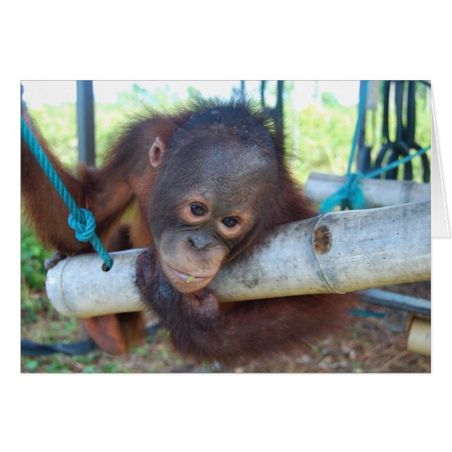 RainForest Daydreams im Wildlife Baby Heiligtum (Vorderseite (Horizontal))