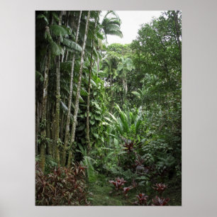 RAINFOREST GROSSE INSEL POSTER