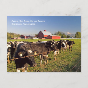 Rainier Cattle Postcard Postkarte