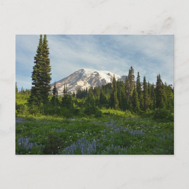 Rainier Morning Light Postkarte (Vorderseite)