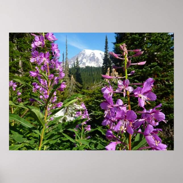 Rainier zwischen Lila Phlox-Blume Poster (Vorne)