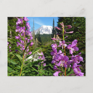 Rainier zwischen Lila Phlox-Blume Postkarte