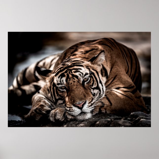 Rainthambourde wilde männliche Tigerin Fine Art Bi Poster (Vorne)