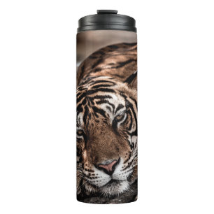 Rainthambourde wilde männliche Tigerin Fine Art Bi Thermosbecher