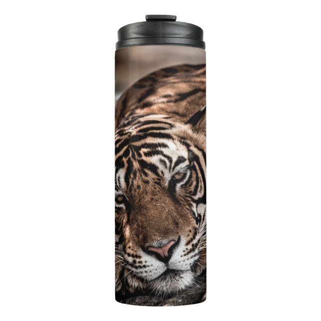 Rainthambourde wilde männliche Tigerin Fine Art Bi Thermosbecher (Vorderseite)