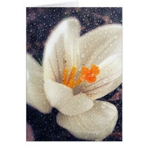 Rainy Day Crocus Blume