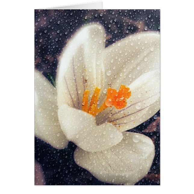 Rainy Day Crocus Blume (Vorne)