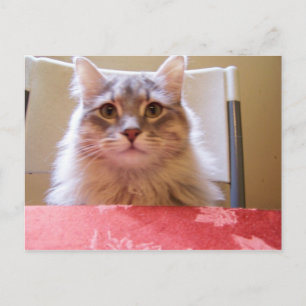 Raisin adventures Postcard Postkarte