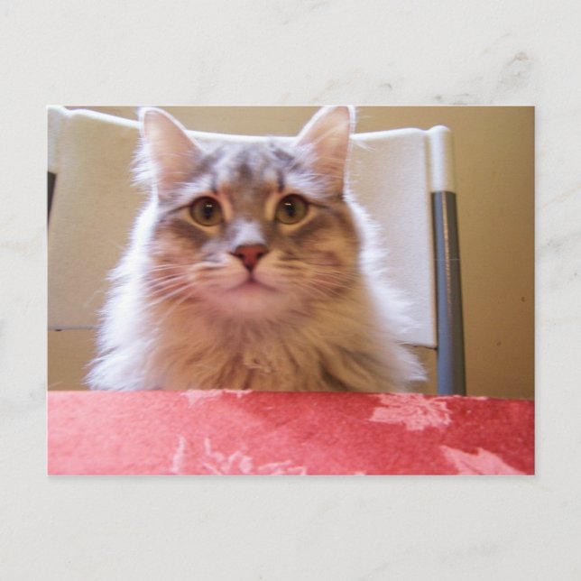 Raisin adventures Postcard Postkarte (Vorderseite)