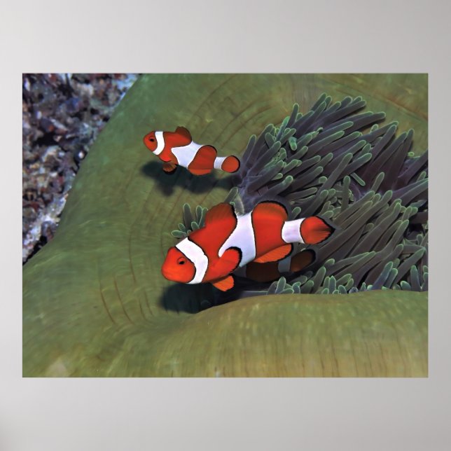 Raja Ampat Clownfish Poster (Vorne)