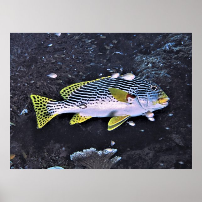 Raja Ampat Sweetlips Poster (Vorne)