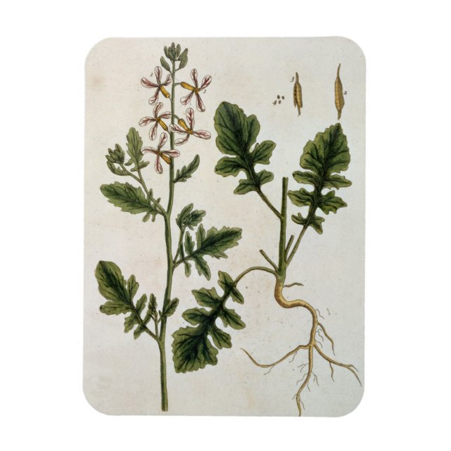 Rakete, Platte 242 von "A Curious Herbal", veröffe Magnet (Vertikal)