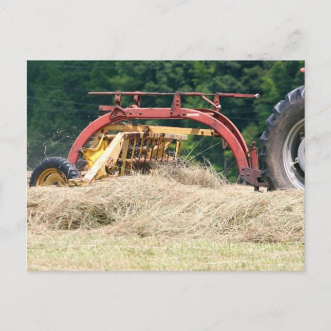 Raking Hay mit einem alten, gezogenen Rake Postkarte (Vorderseite)