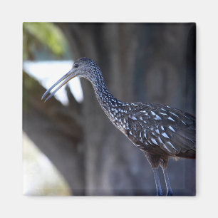 Rallenreiher, Der Weinende Vogel Magnet