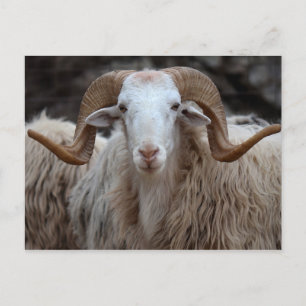 Ram - Animal Postcard Postkarte