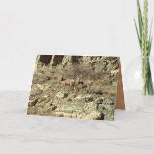 Ram Colorado Moutain Grußkarte Karte