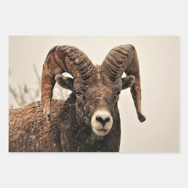 Ram Geschenkpapier Set (Vorderseite)