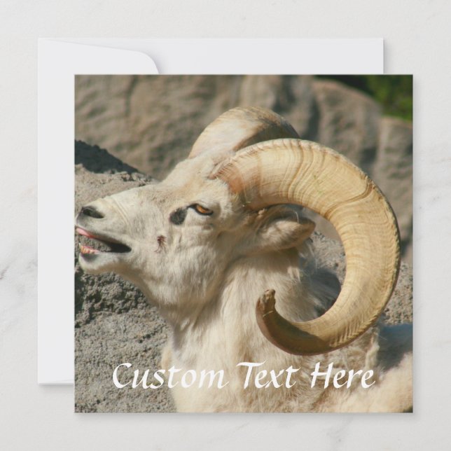 Ram oder Bighorn Sheep Laghing (Vorderseite)