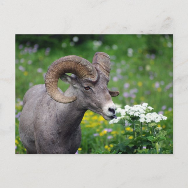 Ram - Riechen der Blume Postkarte (Vorderseite)