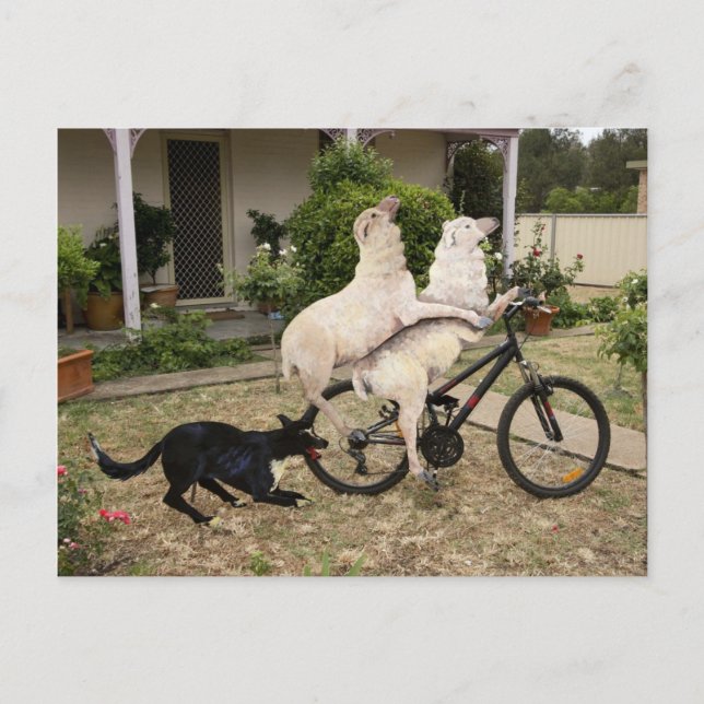 Ram und Ewe Postkarte (Vorderseite)