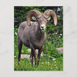 Ram Weiden Postkarte