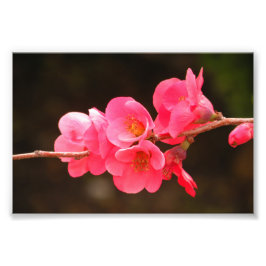 Rama con hermosas flores fotodruck