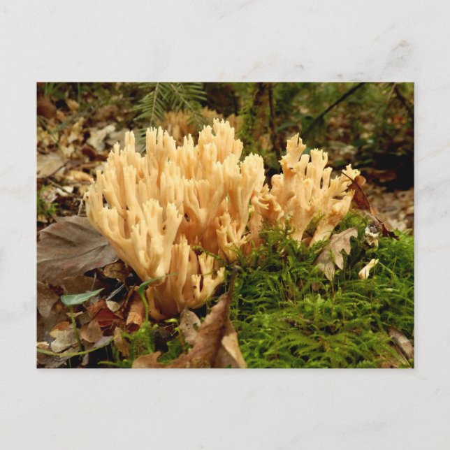 Ramaria stricta Fungi Postcard Postkarte (Vorderseite)