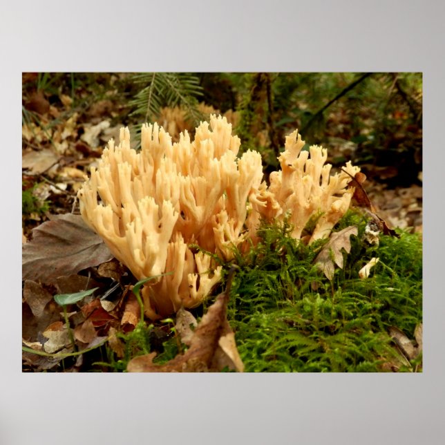 Ramaria stricta Fungi Poster (Vorne)