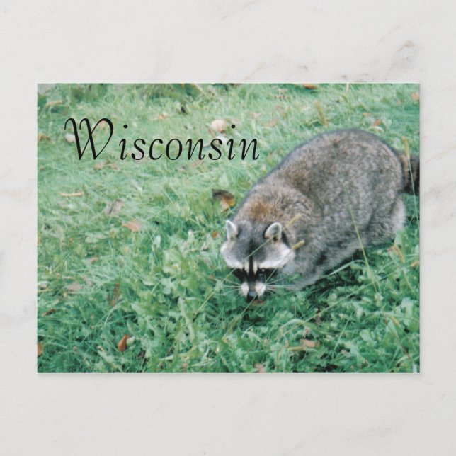 Ramblin' Raccoon Postkarte (Vorderseite)