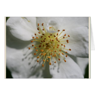 RAMBLING RECTOR ALTE ROSE