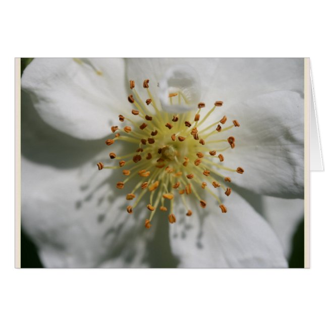 RAMBLING RECTOR ALTE ROSE (Vorderseite (Horizontal))