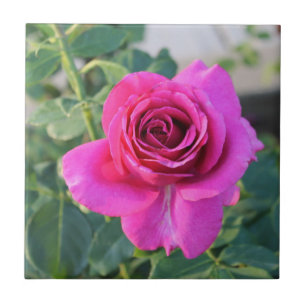 Rambling Rose Keramik Tile Fliese