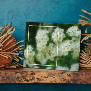 Rambling Wild White Roses ergänzen Ihr eigenes Fot Fotoplatte