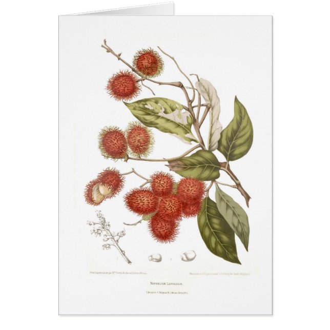 Rambutan (Vorne)