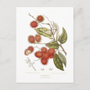 Rambutan Postkarte