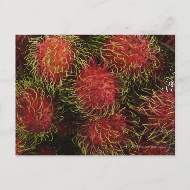 Rambutan Postkarte (Vorderseite)