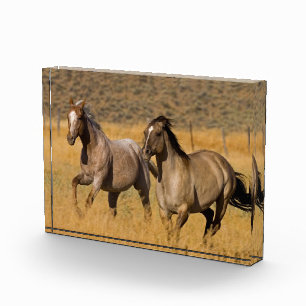 Ranch auf der Ranch von Ponderosa Fotoblock