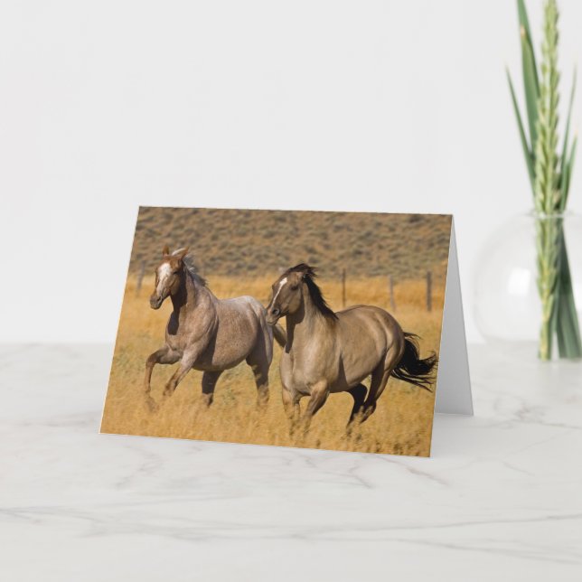 Ranch auf der Ranch von Ponderosa Karte (Vorderseite)