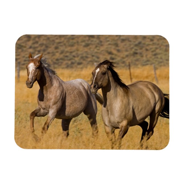 Ranch auf der Ranch von Ponderosa Magnet (Horizontal)