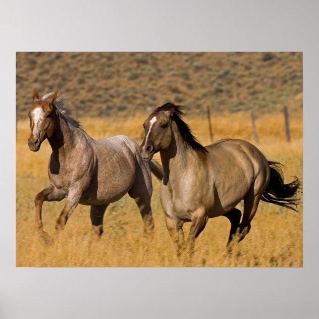 Ranch auf der Ranch von Ponderosa Poster (Vorne)