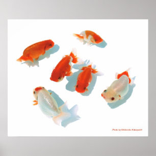 Ranchuの ポ タ poster