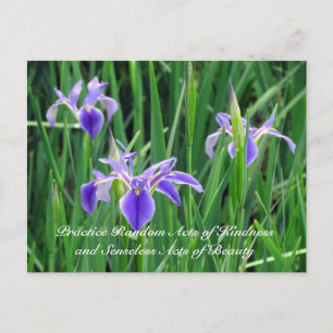 Random Act of Kindess Postcard - Lila Iris Postkarte