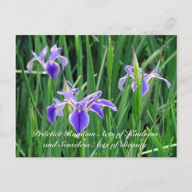 Random Act of Kindess Postcard - Lila Iris Postkarte (Vorderseite)