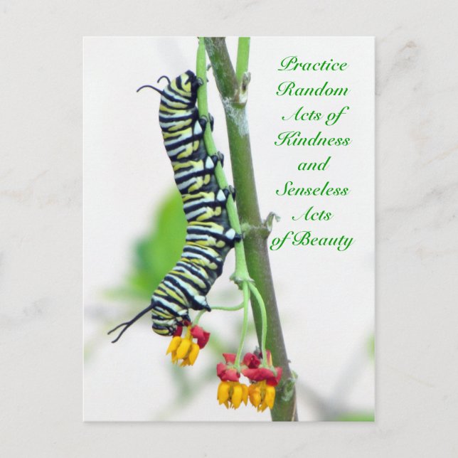 Random Acts of Kindness - Monarch Raupe Postkarte (Vorderseite)